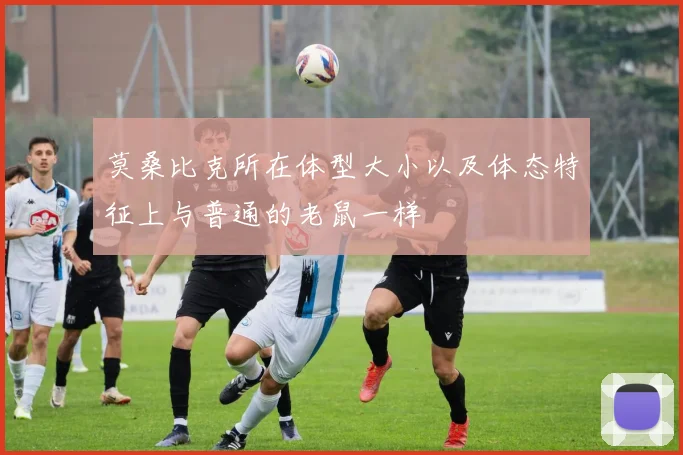 莫桑比克所在体型大小以及体态特征上与普通的老鼠一样